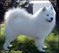 Ce chien est un ... ... ... .