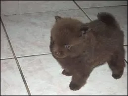 Ce chien est un ... ... ...