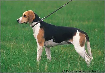 Ce chien est un ... ... ... .