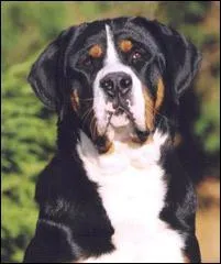 Ce chien est un ... ... ... ... ...