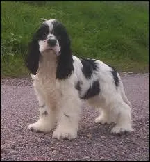 Ce chien est un ... ... ... ... . .