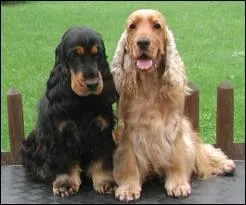 Ce chien est un... ... ... .