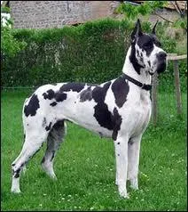 Ce chien est un ... ... ... . .