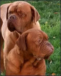 Ce chien est un ... ... ... . .