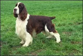 Ce chien est un ... ... ... .