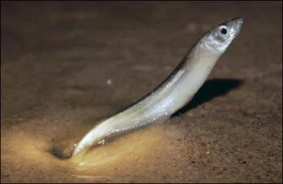 Je dpose mes ufs dans le sable de la plage, tel une tortue de mer...