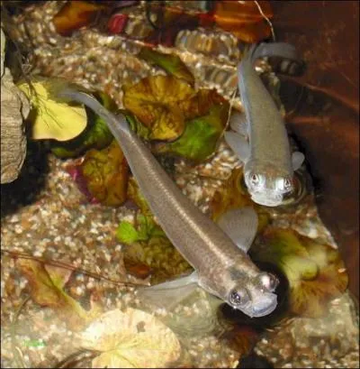 Je peux voir simultanment sous l'eau et hors de l'eau...