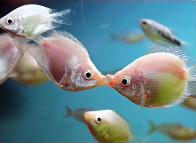 Quand il y a rivalit, je lutte  coups de bisous...