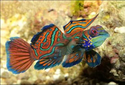 Je suis reconnu pour mes couleurs chatoyantes...