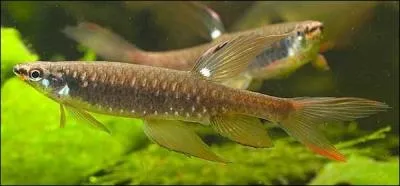 Je ponds mes ufs hors de l'eau et pour viter que mes petits se dssechent, je les arrose le plus souvent possible jusqu' l'closion...