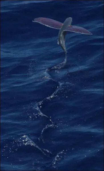 Je peux voler un court instant hors de l'eau...