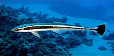 Ayant une sorte de ventouse sur ma tte, je peux m'agripper  n'importe quel moyen de transport (requin, tortue, bateau, etc... ) pour viter de me fatiguer ou d'tre mang...