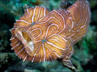 Vu ma morphologie, on croirait que je viens d'une autre dimension...