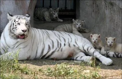 Que voyez-vous sur l'image ?