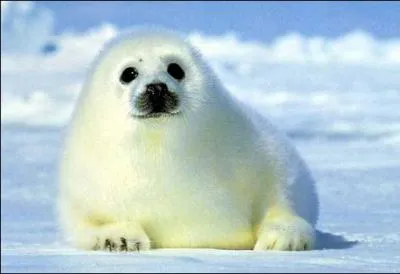 Quel est cet animal ?