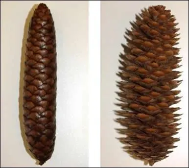 La pomme de pin est l'organe reproducteur de certaines espces d'arbres, tels les rsineux. On l'appelle aussi un :