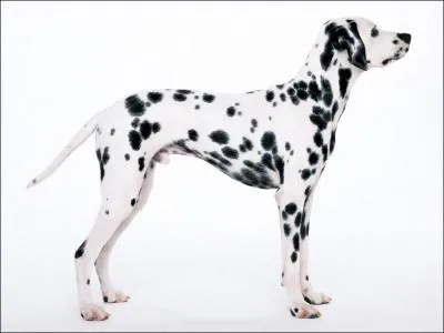 Comment dit-on dalmatien en anglais ?