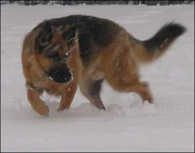 Le berger allemand peut-il aider la police ?