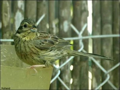 C'est une espce de passereau de la famille des embrizidae. Il mesure 15  17 cm et pse une vingtaine de grammes environ. Il s'agit du :