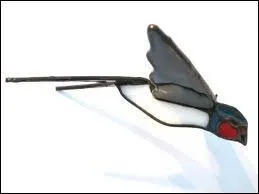 Quel oiseau ne fait pas le printemps ?