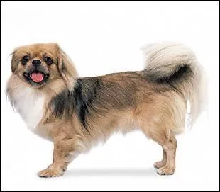 Comment est leur queue ?