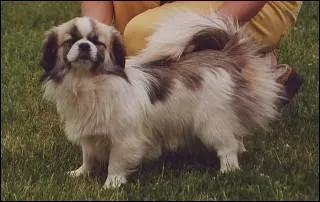 Comment est leur tte ?