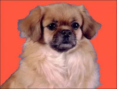 A quelle ge peut-on faire se reproduire cette race de chien ?