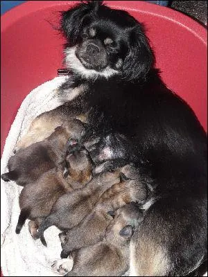 Une femelle pagneul tibtain peut faire combien de chiots en une porte ?