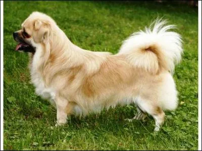 De quelle humeur sont les chiens de cette race ?