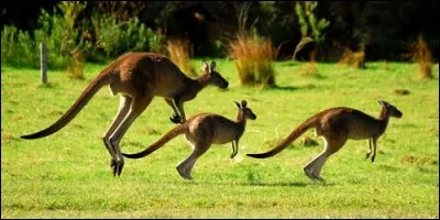 Combien y a-t-il de kangourous en Australie ?
