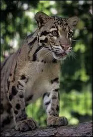 Comment s'appelle ce flin ?