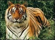 Comment s'appelle ce tigre ?