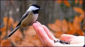 Que signifie manger dans la main de quelqu'un ?