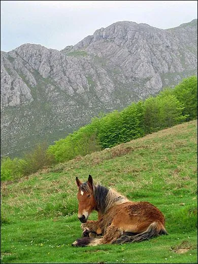Quels chevaux vivent en libert dans les montagnes basques ?