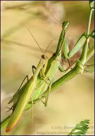 La mante religieuse mange le mle aprs s'tre accouple...