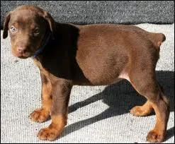 Tous les dobermans sont mchants...