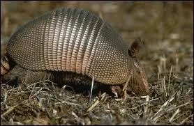 Qu'est-ce que c'est ?