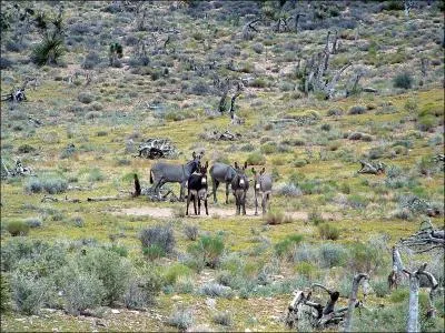 Qu'est-ce qu'un animal marron ?