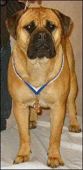 De quelle race est ce chien ?