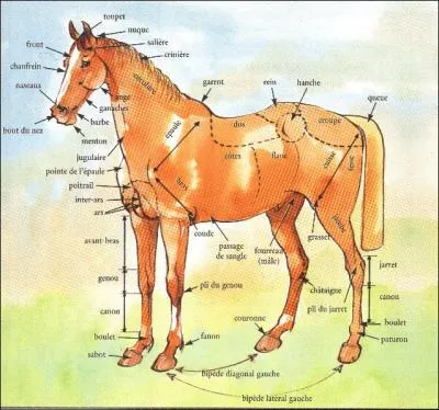 O est la croupe du cheval ?