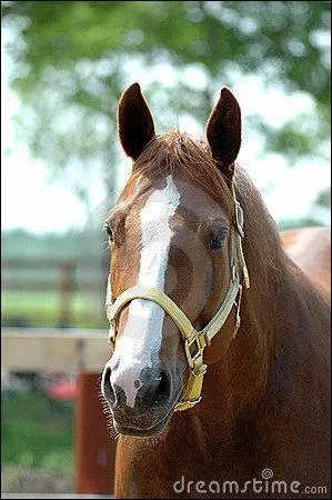 Sur cette image, de quelle humeur est le cheval ?