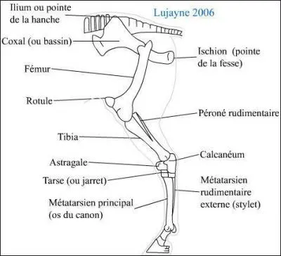 O est le calcanum ? ( sans regarder les titres )