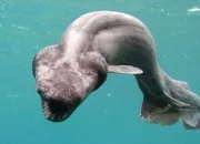 Quiz Les requins
