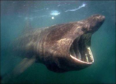 Quelle est cette race de requin ?