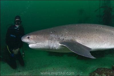 Quelle est cette race de requin ?