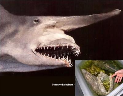 Quelle est cette race de requin ?