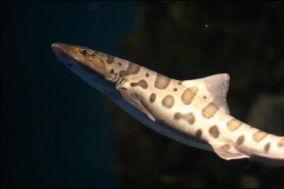 Quelle est cette race de requin ?