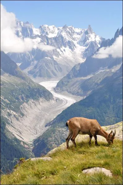 Quel est le plus grand glacier des Alpes, long de 12km ?