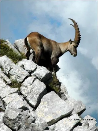 C'est le plus ancien parc national franais, cr en 1963 pour sauver les bouquetins des Alpes. Mais il abrite aussi des marmottes, des rapaces, etc. De quel parc s'agit-il ?