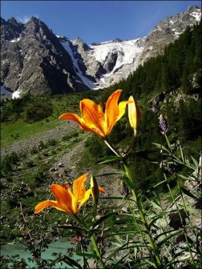 C'est le plus vaste parc national franais. Il abrite 15 000 chamois et 150 sommets montagneux. De quel parc s'agit-il ?